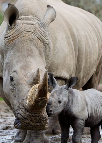 White Rhino
