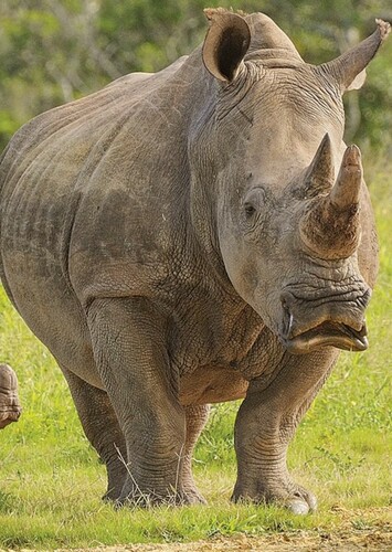 White Rhino