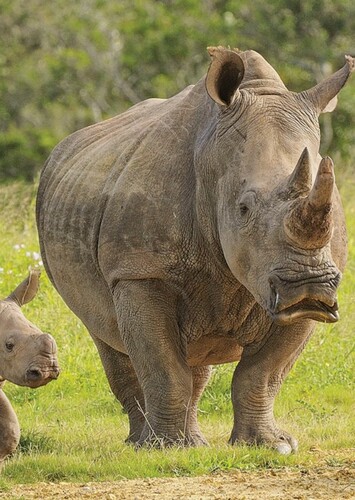 White Rhino