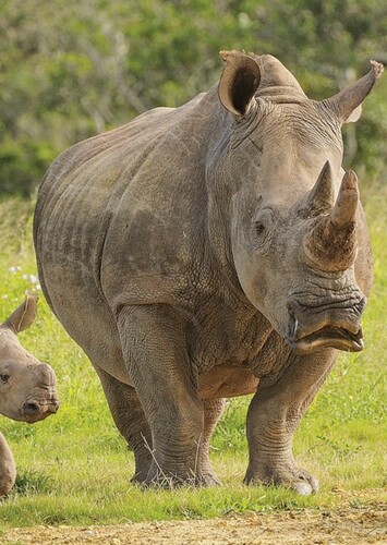 White Rhino
