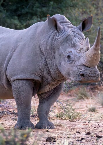 White Rhino