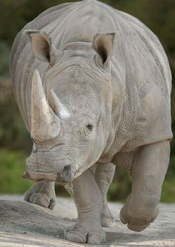 White Rhino