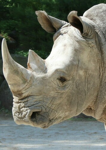 White Rhino