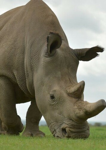 White Rhino