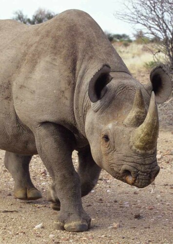 White Rhino