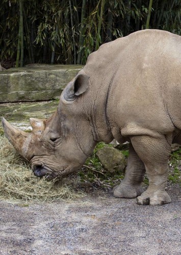 White Rhino