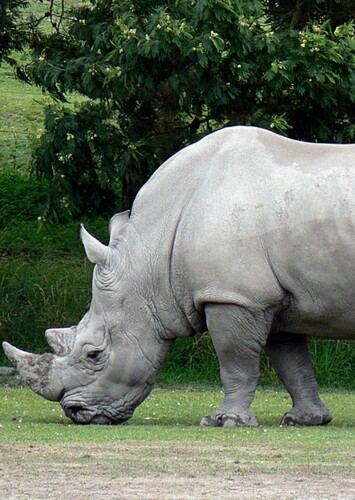 White Rhinoceros