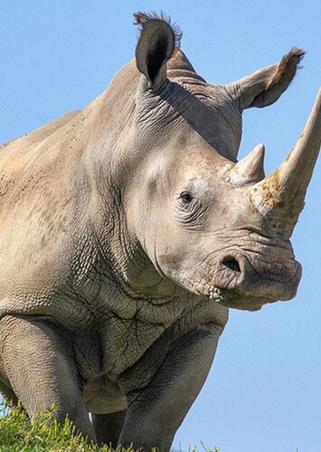 White Rhinoceros