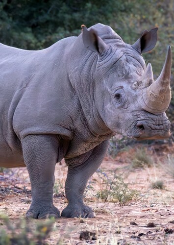White Rhinoceros