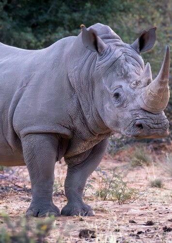 White Rhinoceros