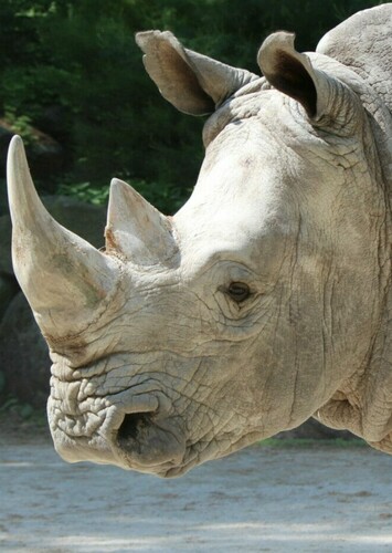 White Rhinoceros