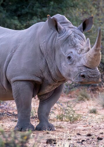 White Rhinoceros
