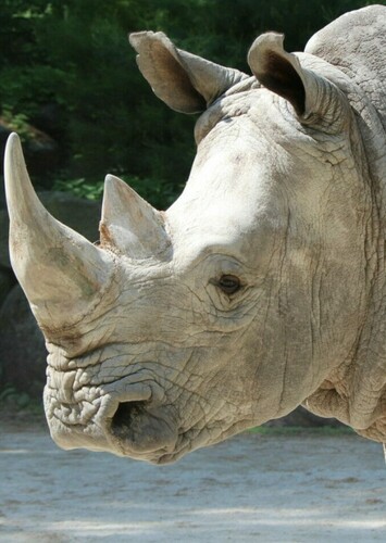 White Rhinoceros