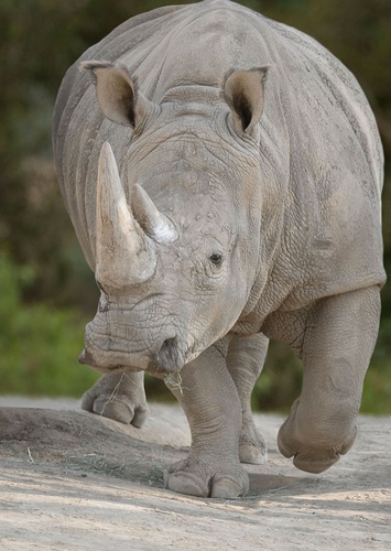 White Rhinoceros
