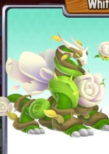 White Rose Dragon