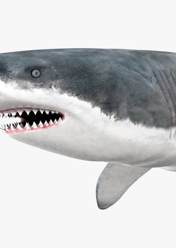 White Shark