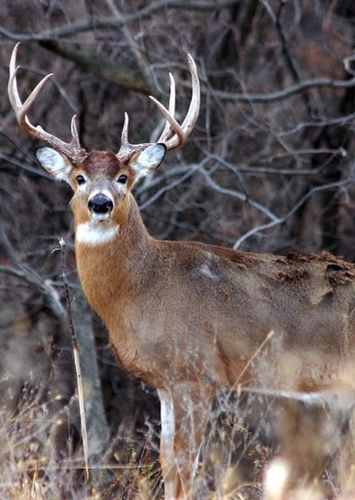 White tailed deer