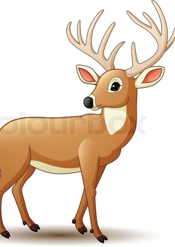 White Tailed Deer