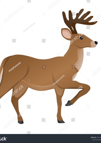 White Tailed Deer