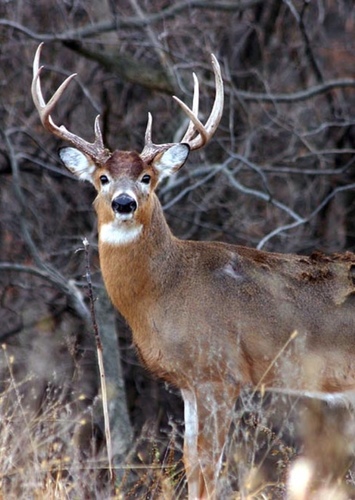 White Tailed Deer