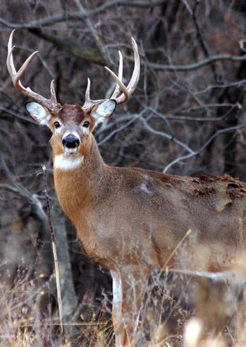 White Tailed Deer