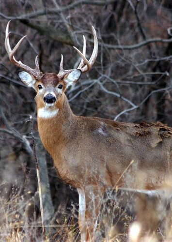 White Tailed Deer