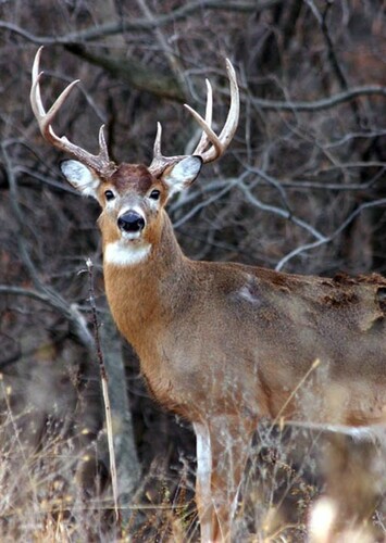 White Tailed Deer