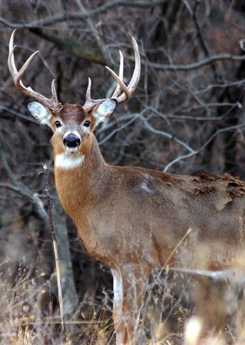 White tailed Deer