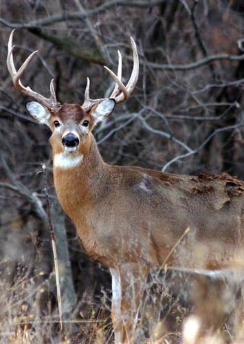 White Tailed Deer