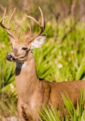 White Tailed Deer