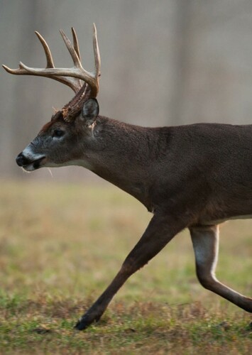 White Tailed Deer