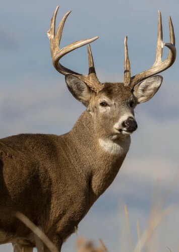 White Tailed Deer