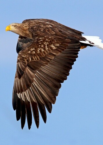 White Tailed Eagle