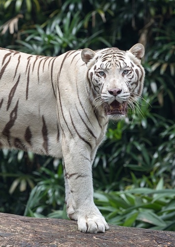 White Tiger