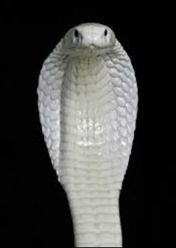 Whitethou
