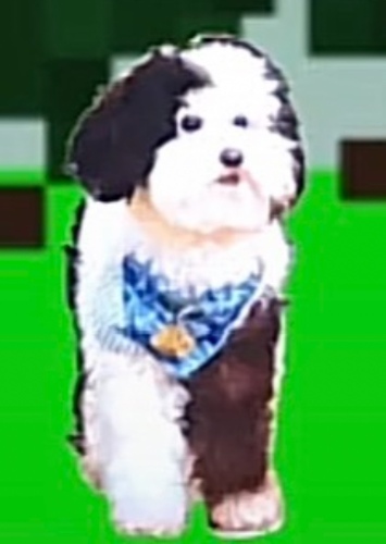 Whiz