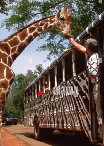 Wild Animal Safari (Pine Mountain)