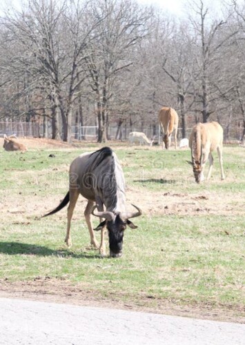 Wild Animal Safari (Springfield/Strafford)