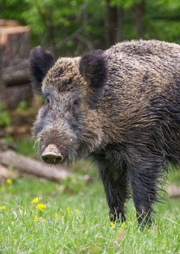 Wild Boar