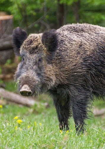 Wild Boar