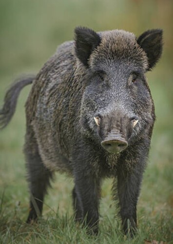 Wild Boar