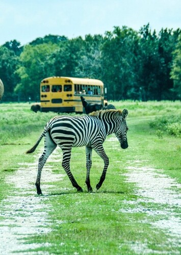 Wild Country Safari Park