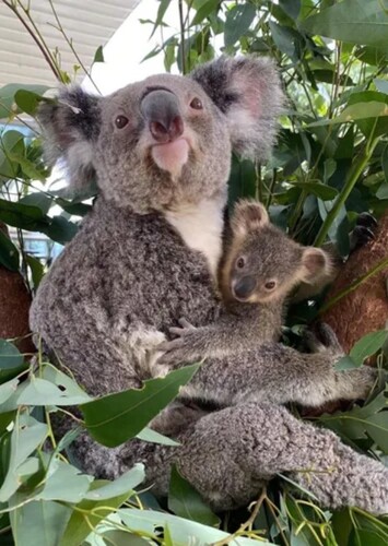 WILD LIFE Sydney