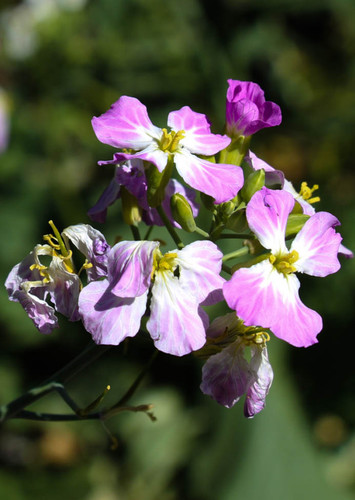Wild Radish
