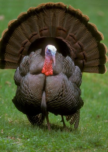 Wild Turkey