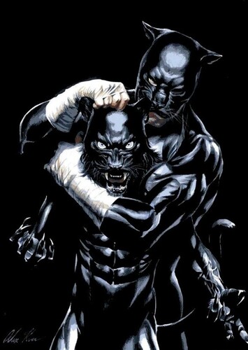 Wildcat
