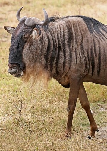 Wildebeest