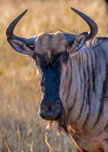 Wildebeest