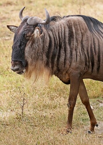 Wildebeest