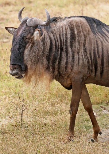 Wildebeest